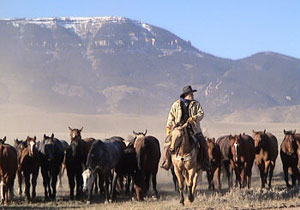 L'équitation de travail, de l'équitation western des cow boys américains à la culture des gauchos argentins en passant par la doma vaquera en Andalousie - copyright Randocheval